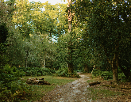 Path through dense forest near NoDa Charlotte, NC
